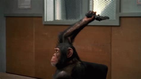 dying monkey gif.
